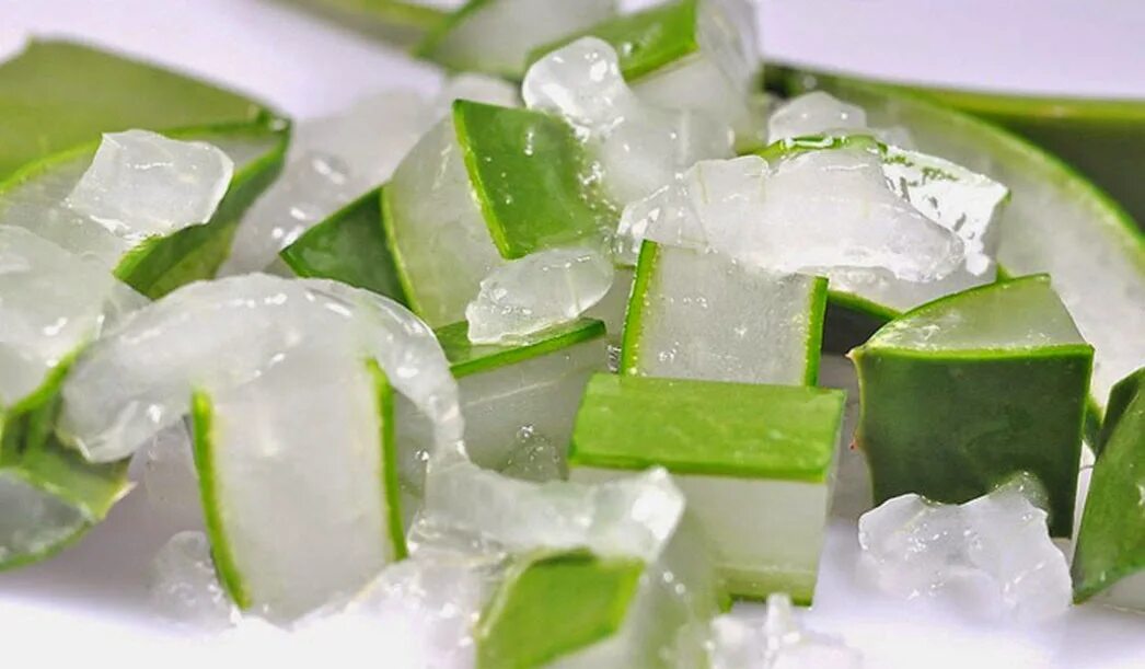 алоэ вера и столетник. сок алоэ замороженный. можно ли заморозить листья алоэ. что сделать из алоэ в домашних условиях впрок. можно ли заморозить листья алоэ.