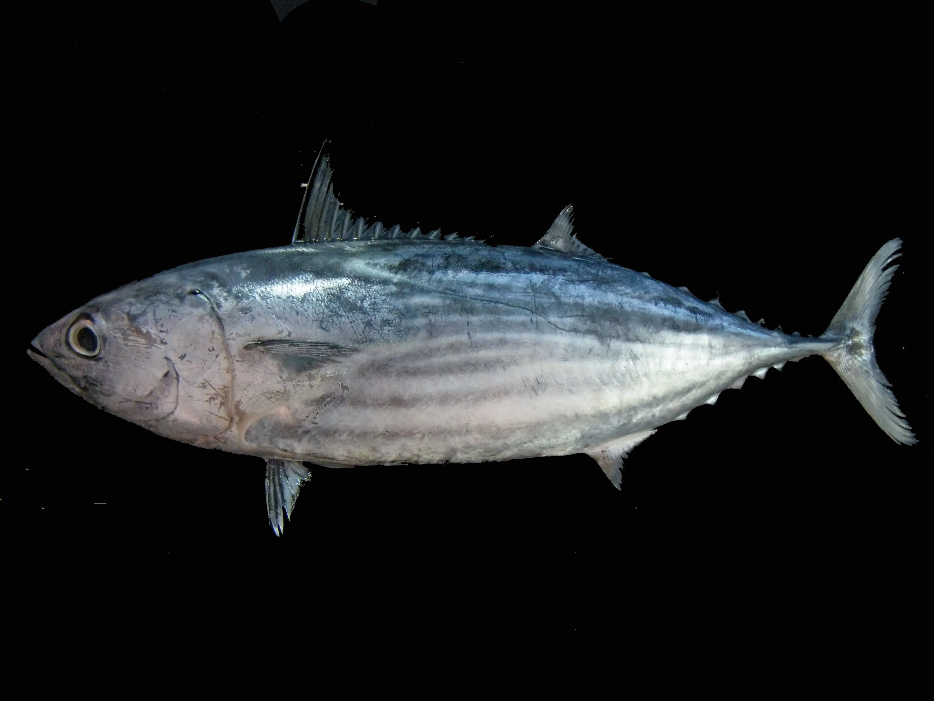 Katsuwonus pelamis тунец. Тунец полосатый скипджек. Канзасский тунец полосатик. Канзасский тунец полосатик. Тунец скипджек что это.