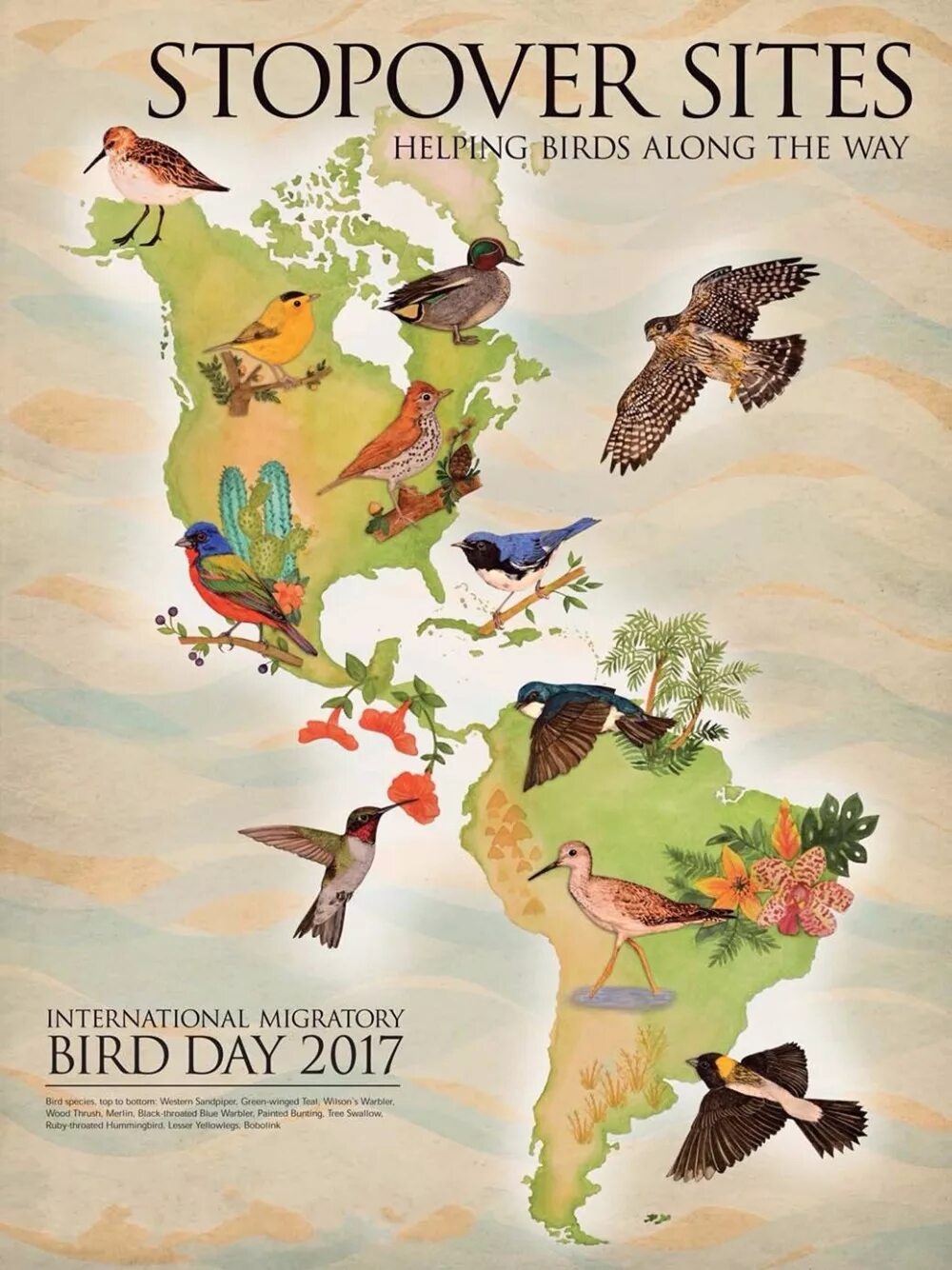 Birds плакат. Рекламный плакат птицы. International migratory Bird Day.