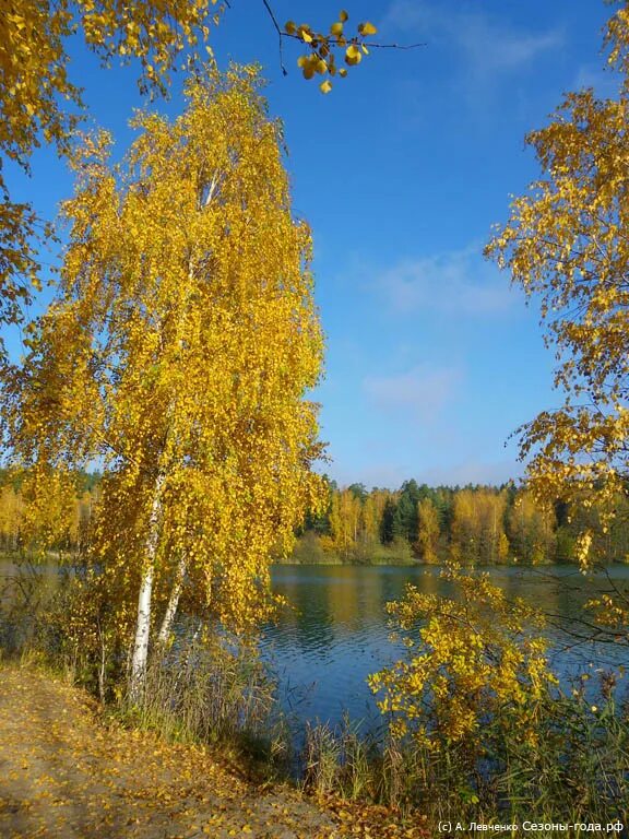 Береза осень. Береза осенью. Осенняя Березка. Золотая осень березы. Березки октябрьский