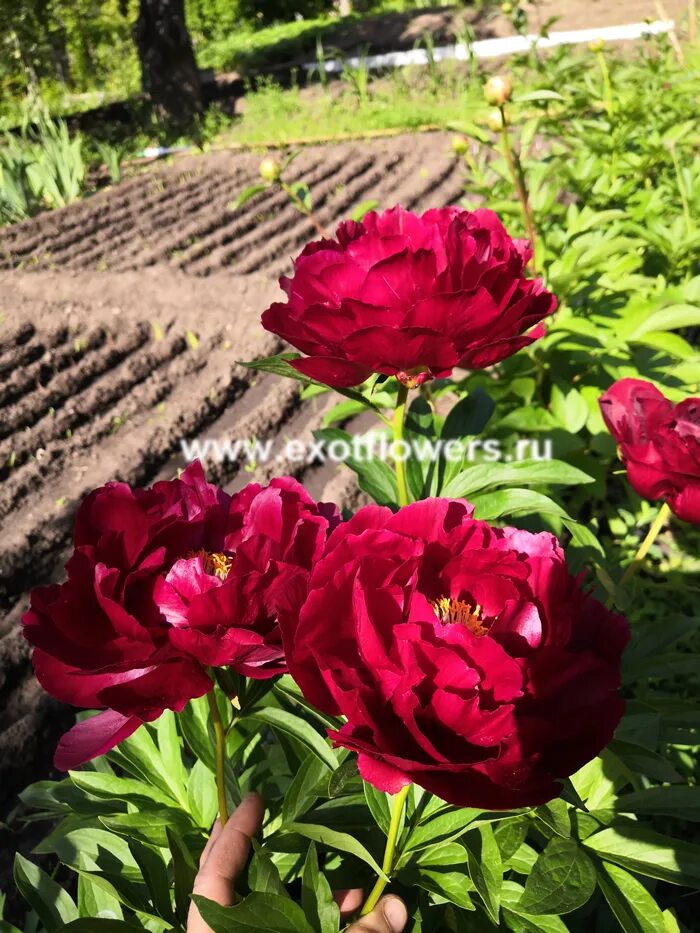 Ред глори. Пион ред Глори. Пион ред Глори Paeonia Red Glory. Ред Барон пион.