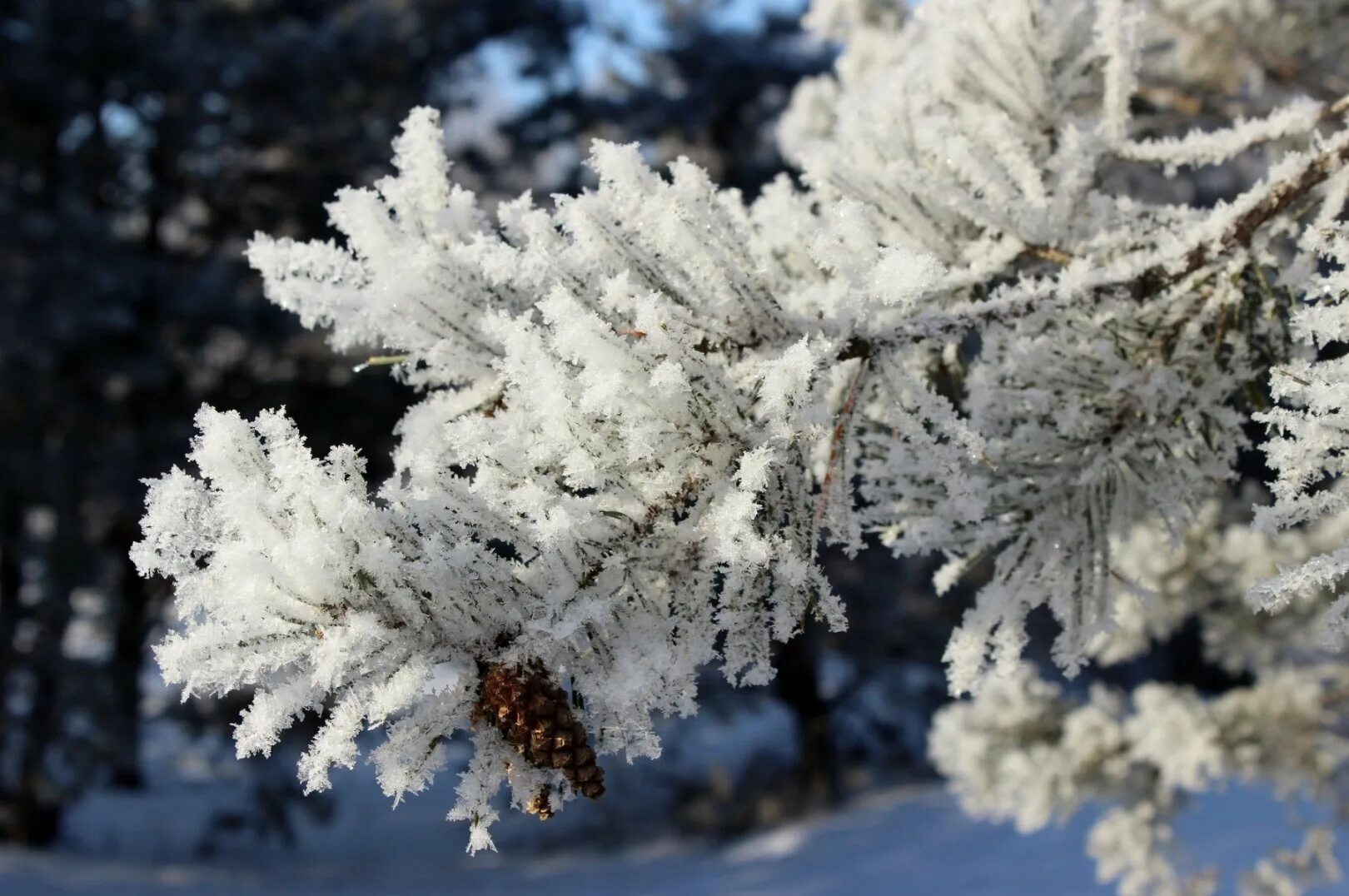 Белый снег пушистый. Зимние деревья. Иней на ветках деревьев. Пушистый снег. Зимняя елочка.