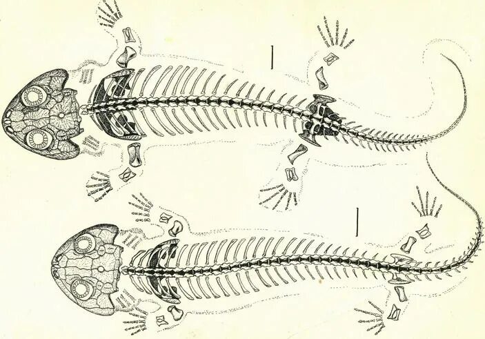 Личинки хвостатых земноводных. Хвостатые земноводные скелет. Скелет хвостатых амфибий. Хвостатые амфибии строение. Метаморфоз ящерицы