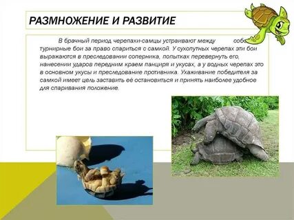 Оплодотворение черепах