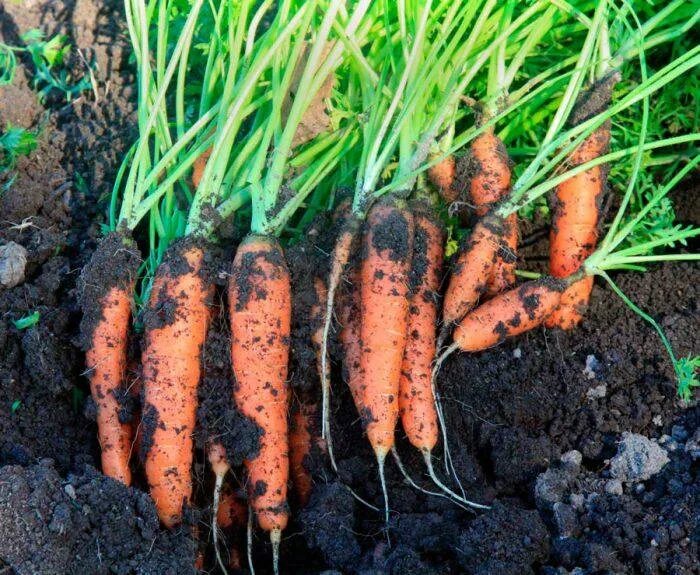Cómo cultivar zanahorias en casa y en macetas - Cocina Vital - Recetas fáciles C