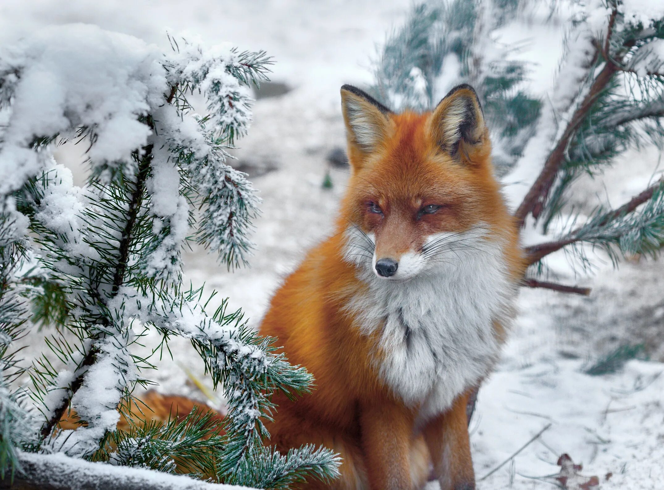 Хвойная лиса. Лиса. Обыкновенная лисица. Лиса зимой. Красивые лисы.
