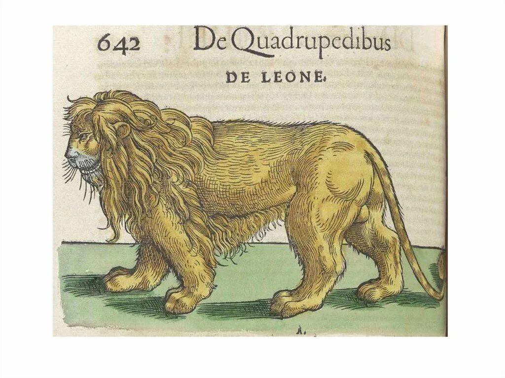 История животных аристотель книга. Сборников рассказы о животных сетон томпсон книга. Конрад геснер иллюстрации. Истории про животных. Конрад геснер история животных.