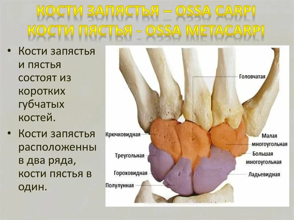 Кости кисти проксимальный ряд. Кости проксимального ряда запястья. Верхний ряд костей запястья. Кости запястья и кости пястья. Ряд костей запястья