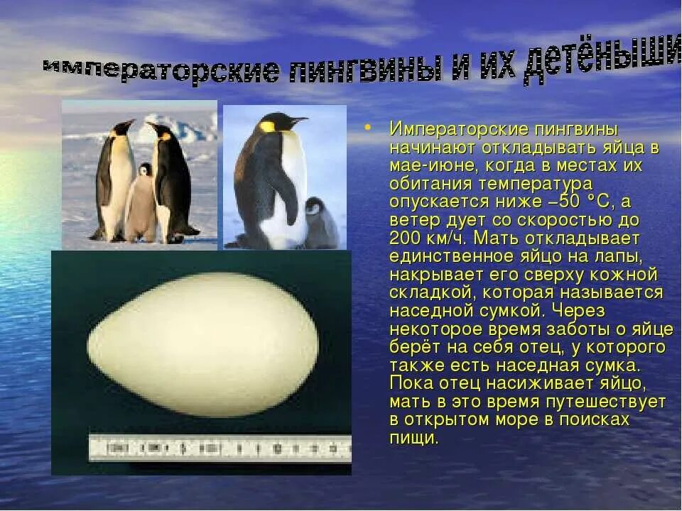 Пингвины информация
