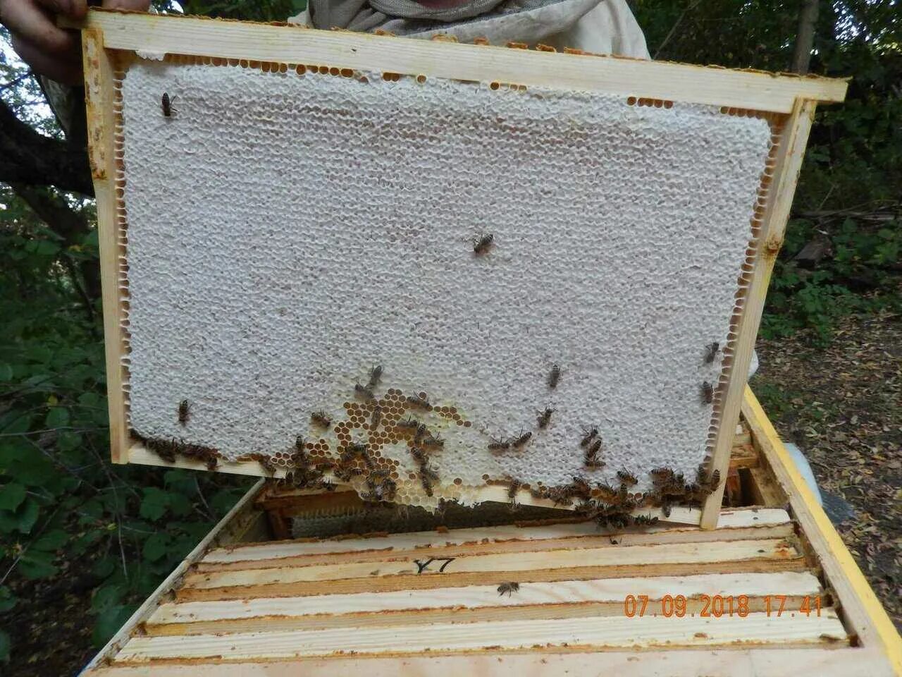 Пчелосемьи купить воронежская. Медовая вощина. Улей. Пчелиные ульи. Рамки для ульев.