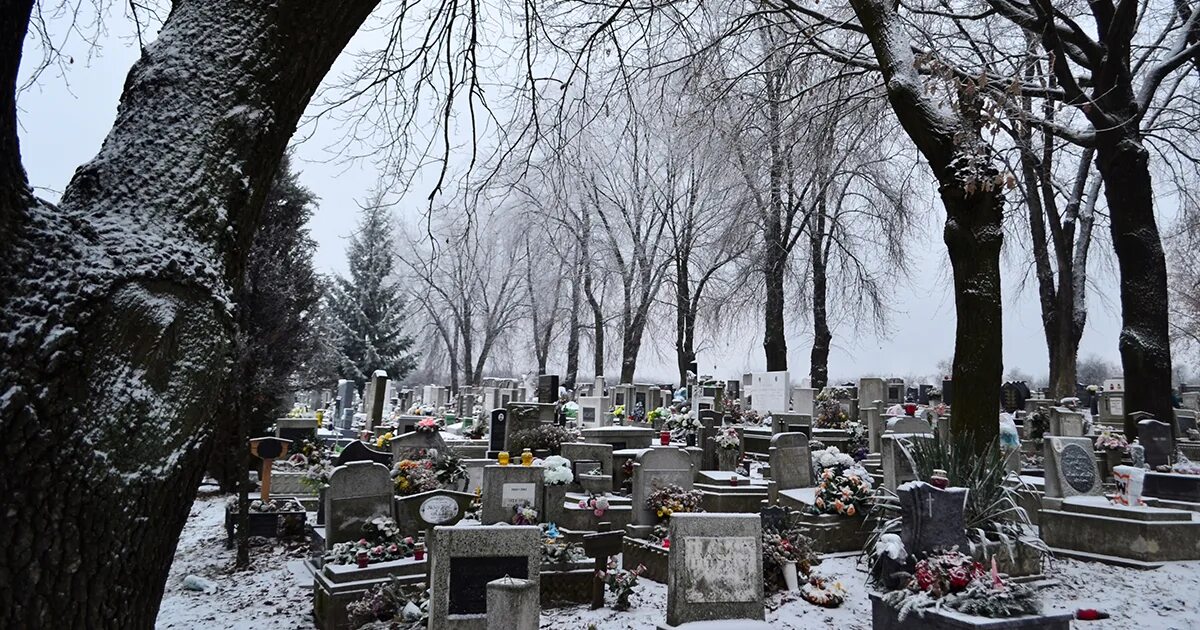 К чему снится кладбище беременной. Детское кладбище. цветы на кладбище зимой. американское кладбище зимой. цветы на кладбище лимой.