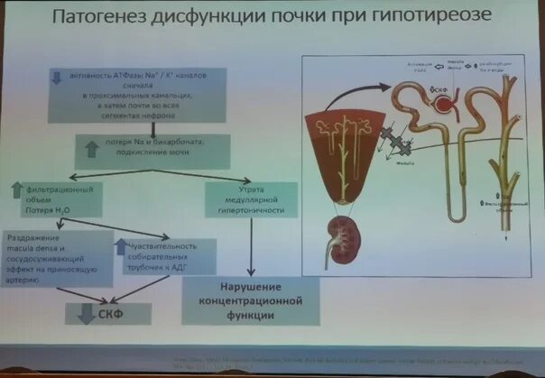 Патогенез нарушения функции почек. Этиология нарушений функций почек.. Механизмы нарушения функций почек. Общая этиология нарушений функции почек.. Патогенез почки