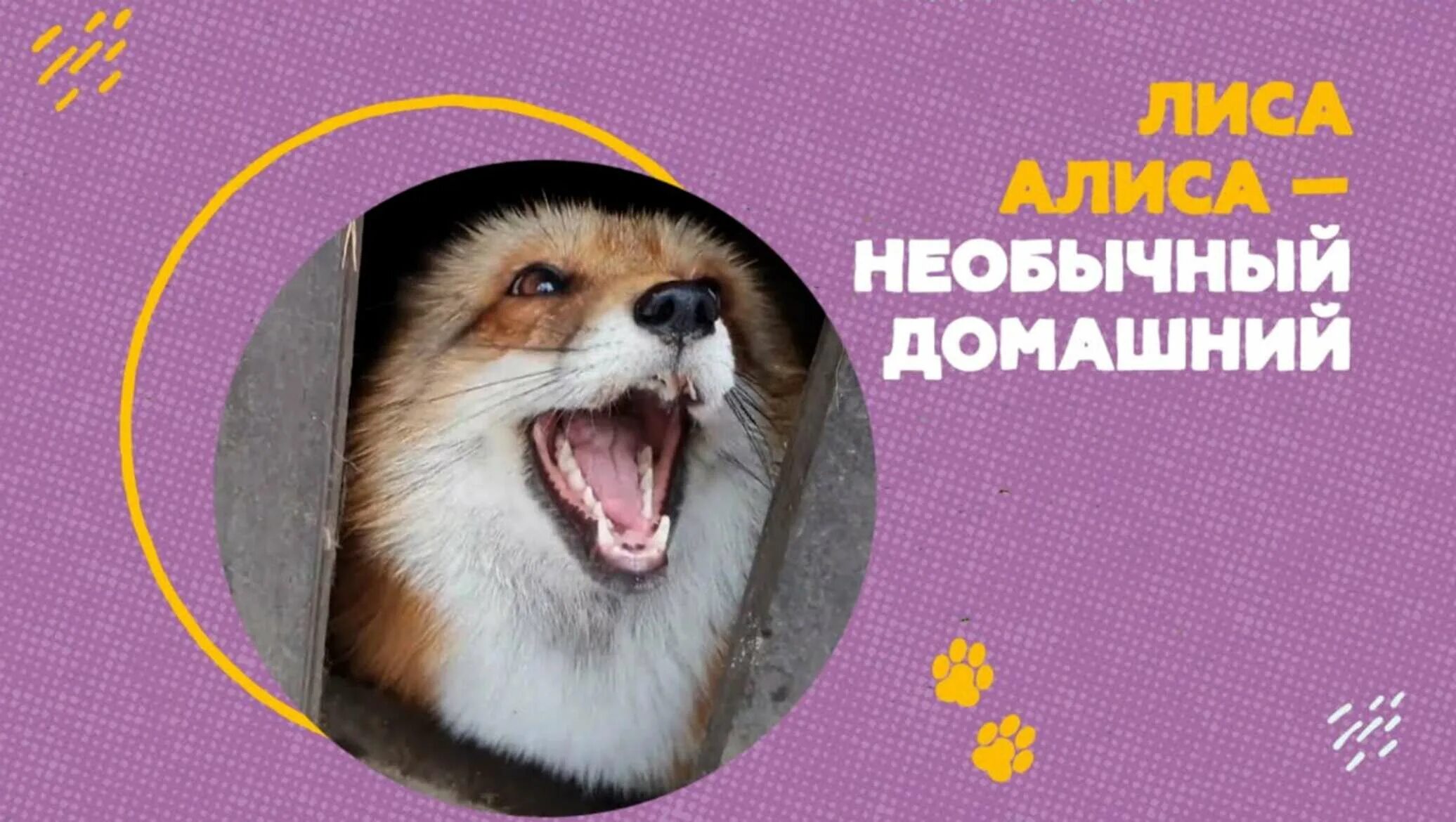 Алиса лиса говорит. Алиса лиса из подмосковья. лиса алиса ютуб.