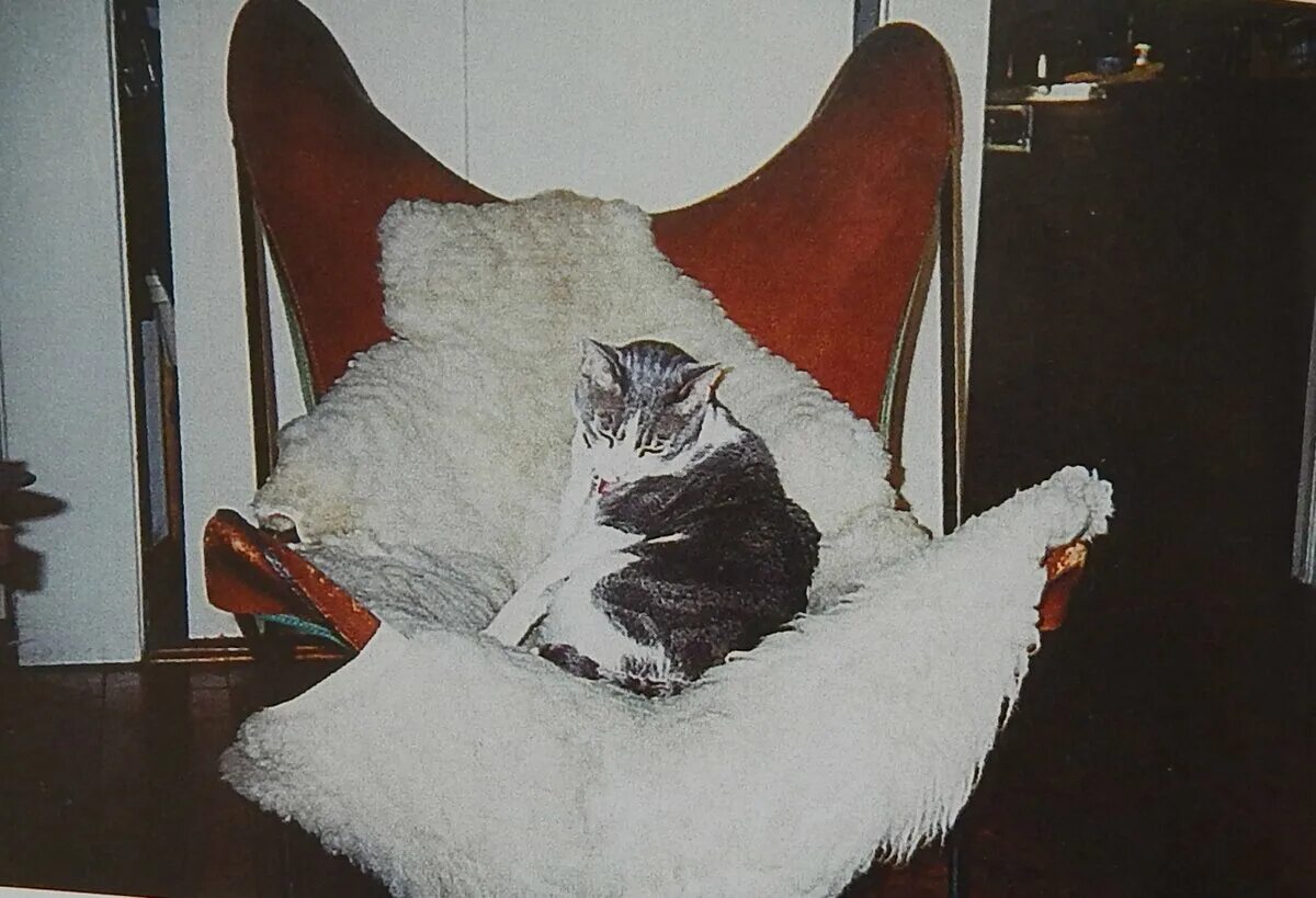 Кот иосиф. Иосиф бродский котик. Черно белая кошка. Иосиф бродский котик. Кот иосиф.