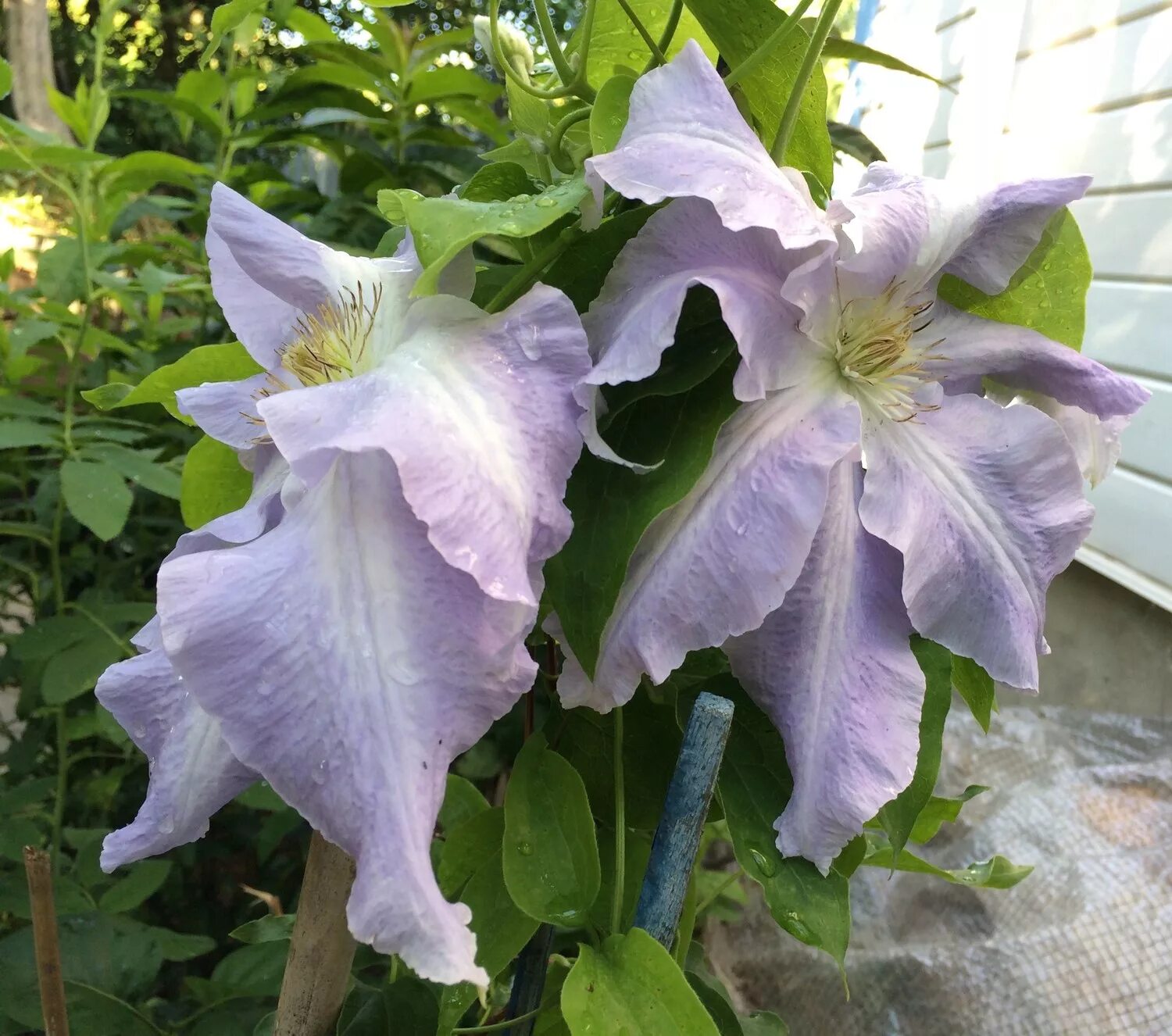 Клематис лех. Клематис lech walesa. Клематис лех. Клематис лех. Клематис ниобе листва.