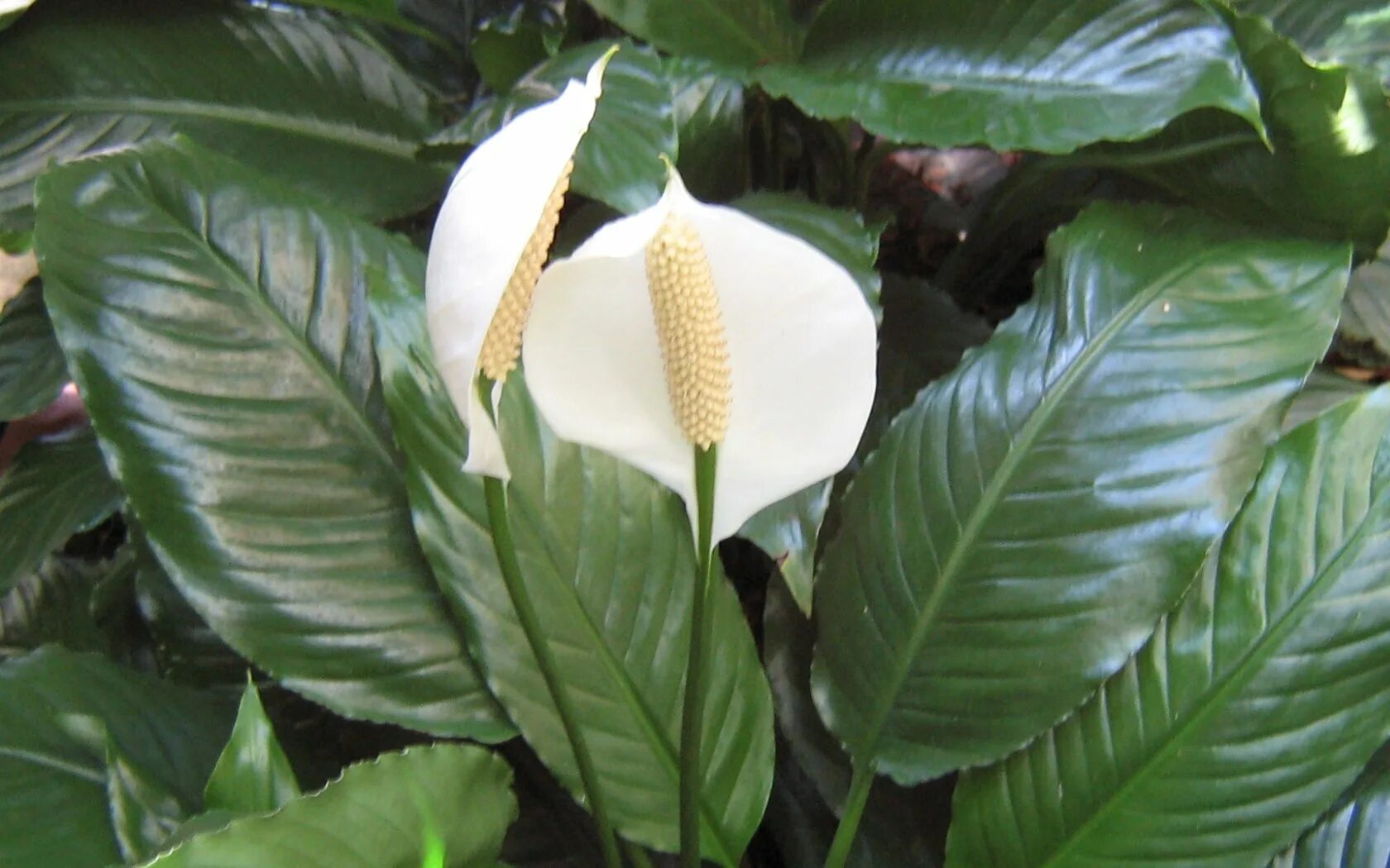 спатифиллум королевский. спатифиллум геликониелистный. цветок любви и женского счастья. антуриум коралловый. антуриум кентукки.