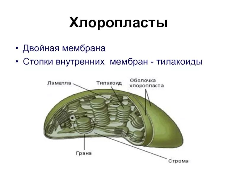 Мембрана хлоропласта строение. Мембранах тилакоидов в хлоропластах. Внутренняя мембрана хлоропласта. Строение тилакоиды хлоропластов. Тилакоиды Гран хлоропласта.