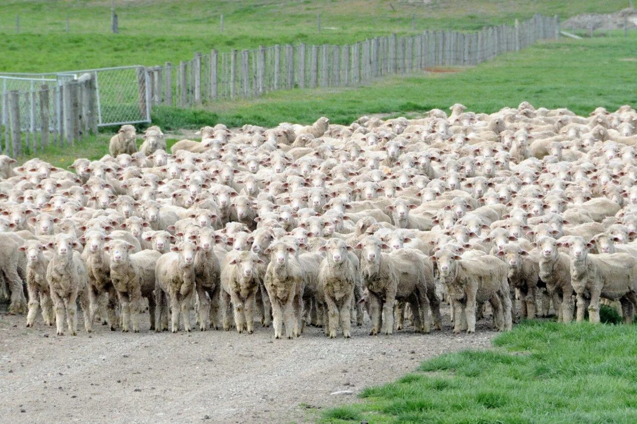 Ягненок 3 месяца. Стая овец. Новая Зеландия овцы. Толпа овец. Новая Зеландия овцеводство.