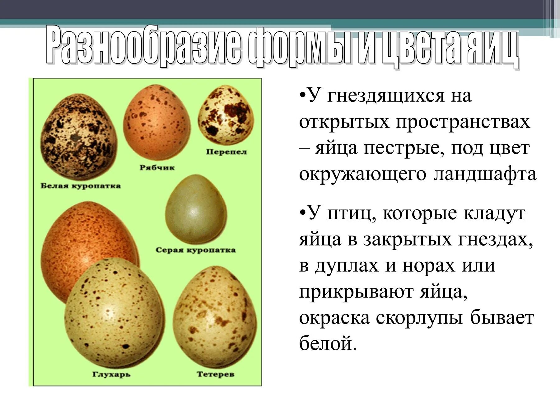 Яйца птиц покрыты. Размножение и развитие птиц. Яйца птиц презентация. Разнообразие яиц. Стадии развития птиц.