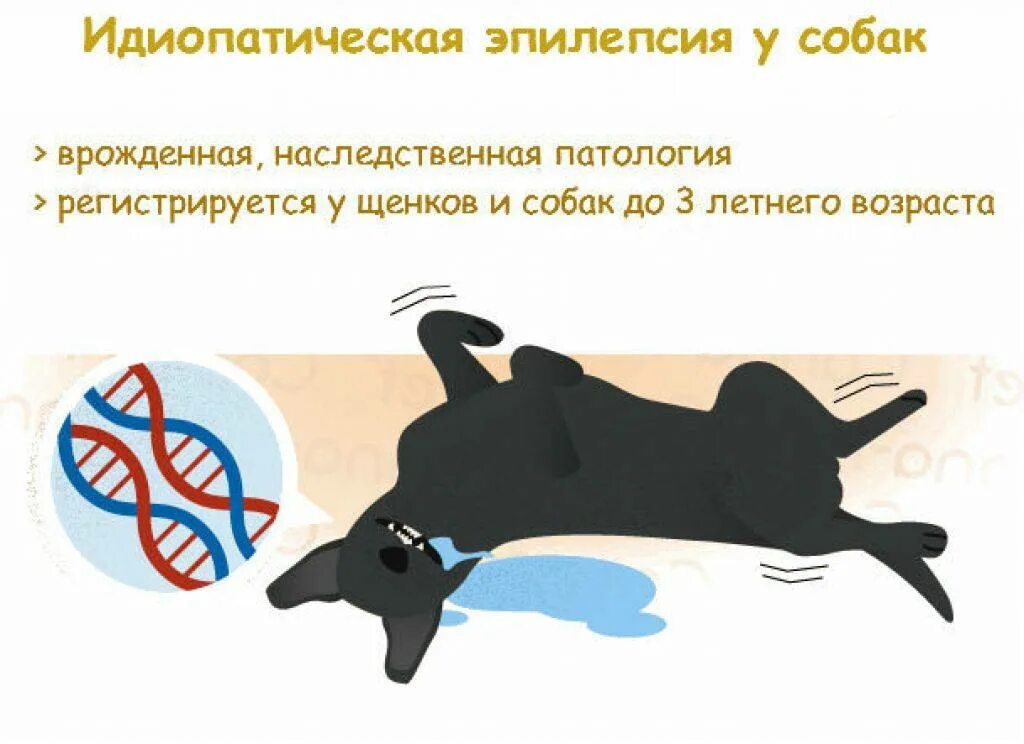 Кошка конвульсии