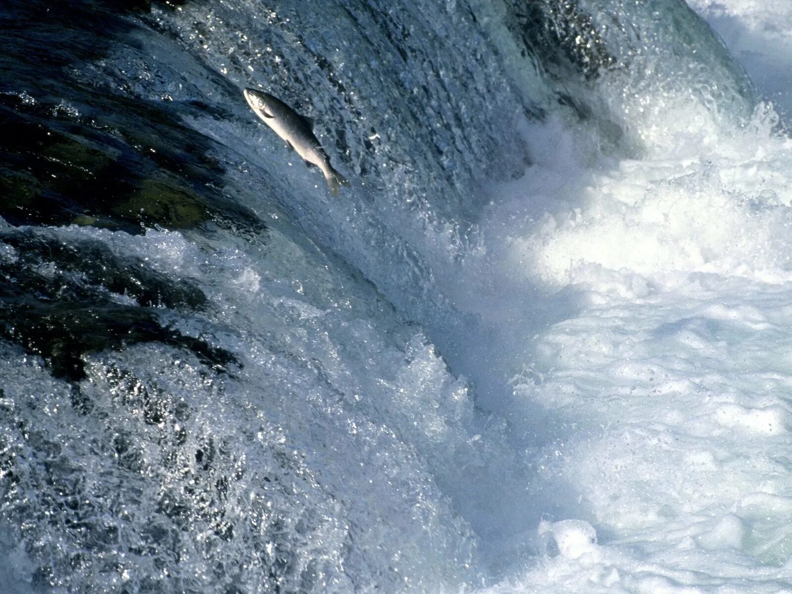 Воду уеду. Бурная вода. Течение воды. Водопад с рыбами. Река брызги воды.