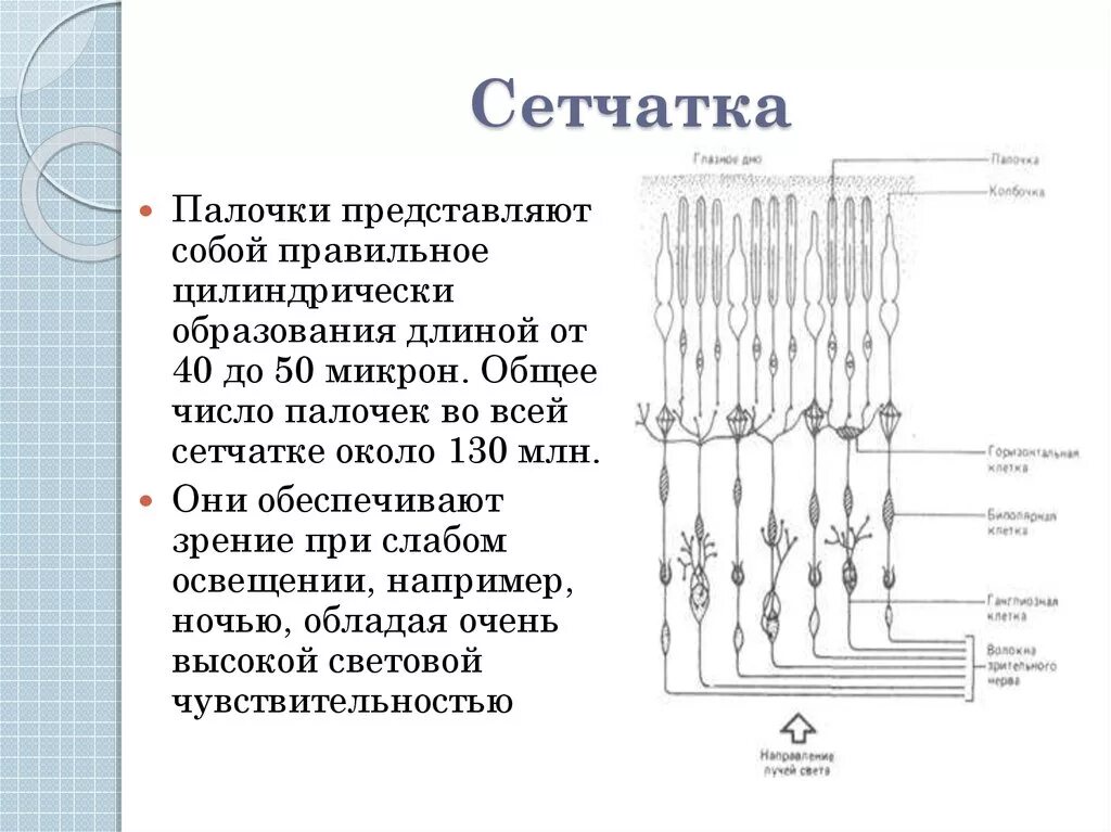 Палочки и колбочки сетчатки строение. Палочки и колбочки сетчатки глаза функции и строение. Строение колбочки сетчатки. Палочки и колбочки сетчатки схема. Колбочки сетчатки находятся