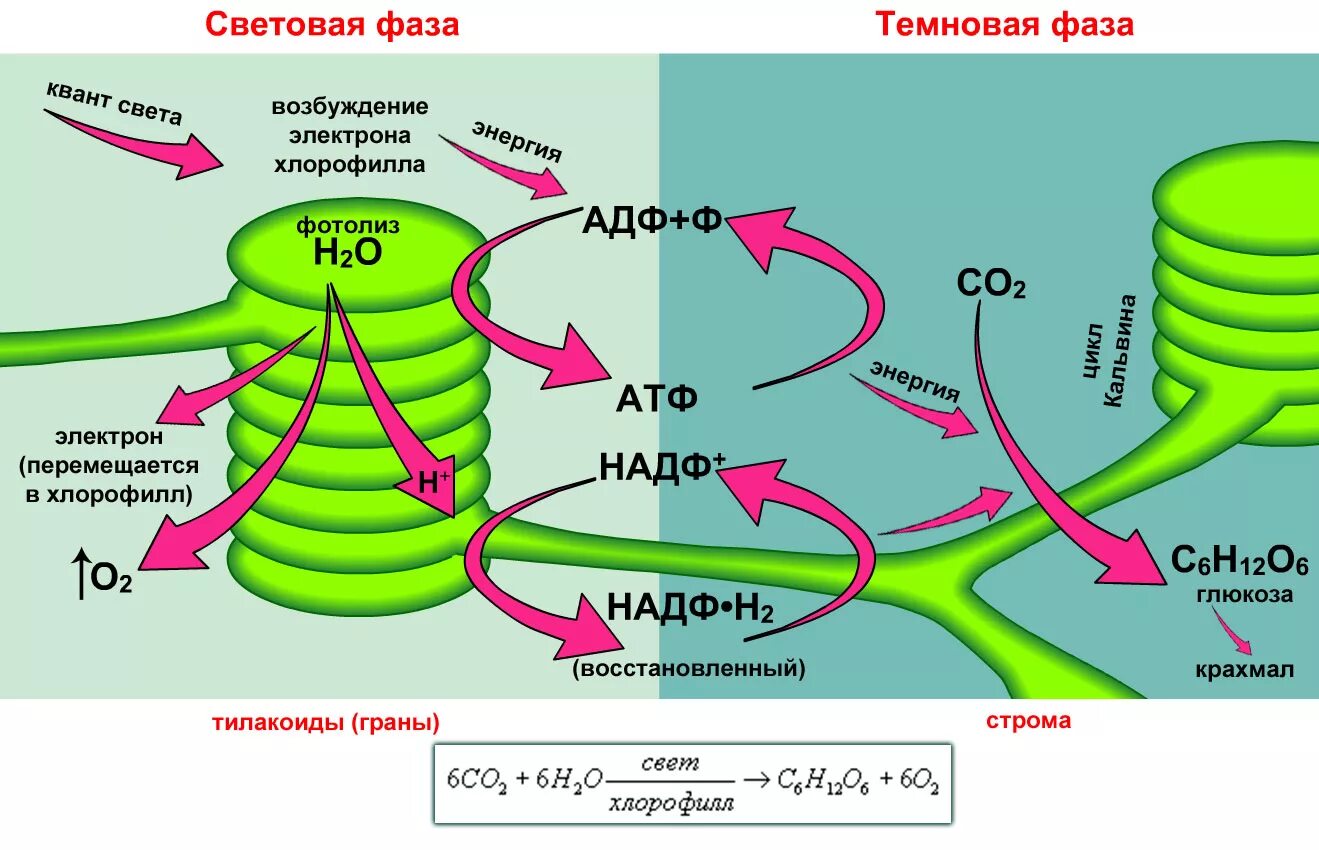 Снабжает темновую фазу энергией. Фотосистемы фотосинтеза схема. Схема фотосинтеза с АТФ. Схема фотосинтеза 10 класс биология. Фотосинтез фазы хлорофилл.