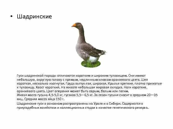 Благодаря кому на шадринском гербе появился гусь. Шадринская порода гусей. Шадринские гуси описание породы. Шадринский Гусь описание. Шадринская (Уральская) порода гусей.