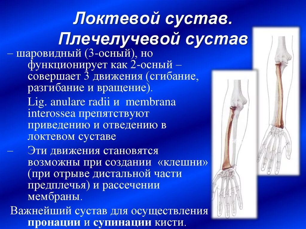 Локтевой сустав анатомия классификация. Локтевой плечелоктевой сустав. Локтевой плечелоктевой плечелучевой сустав. Цилиндрический плечелучевой сустав локтевого сустава. Соединения локтевой кости