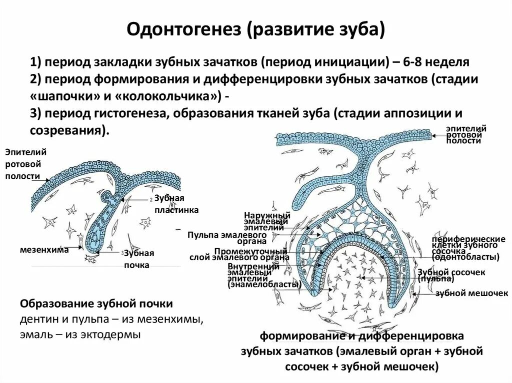 Развитие зуба тест. Развитие зуба тест