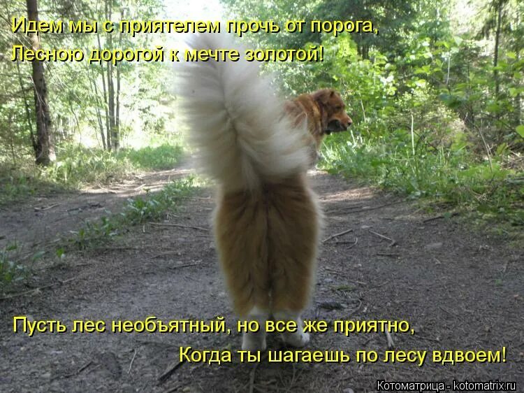 Доброе утро природа. Шумят пусть. В лесу растет зелёная елка. Пошли все на хрен. Берегите елочку.