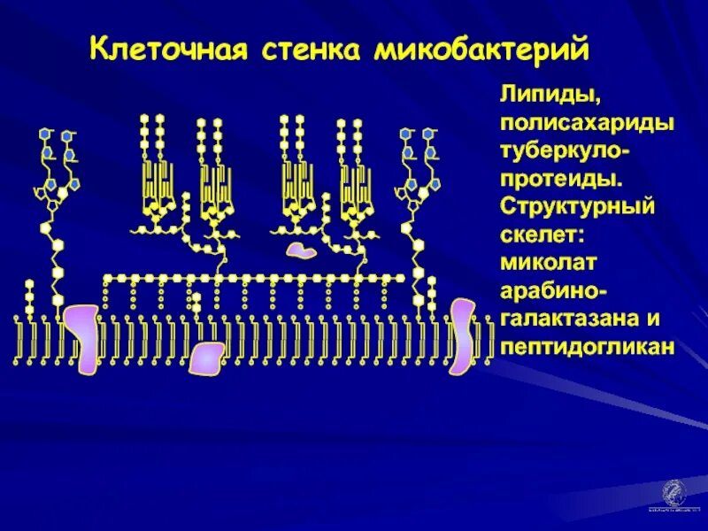 Структурный скелет