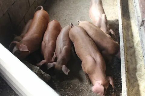 Поросята дюрок характеристика отзывы