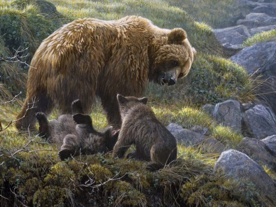 На берегу разгуливала семья медведей 2 класс. Художник анималист Robert Bateman. Robert Bateman — канадский художник-анималист.. Пейзаж с медведями. Картина медведь.