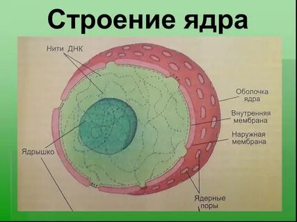 Нарисовать строение ядра