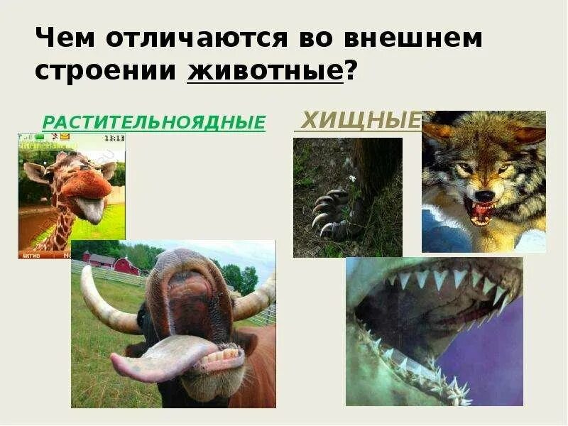 Растительноядные и Хищные животные. Хищные и травоядные животные. Растительноядные и плотоядные животные это. Хищники травоядные и всеядные животные.