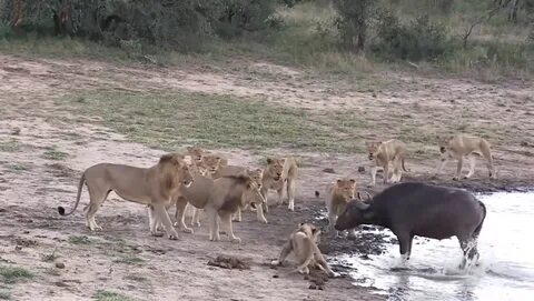 Драка животно видео
