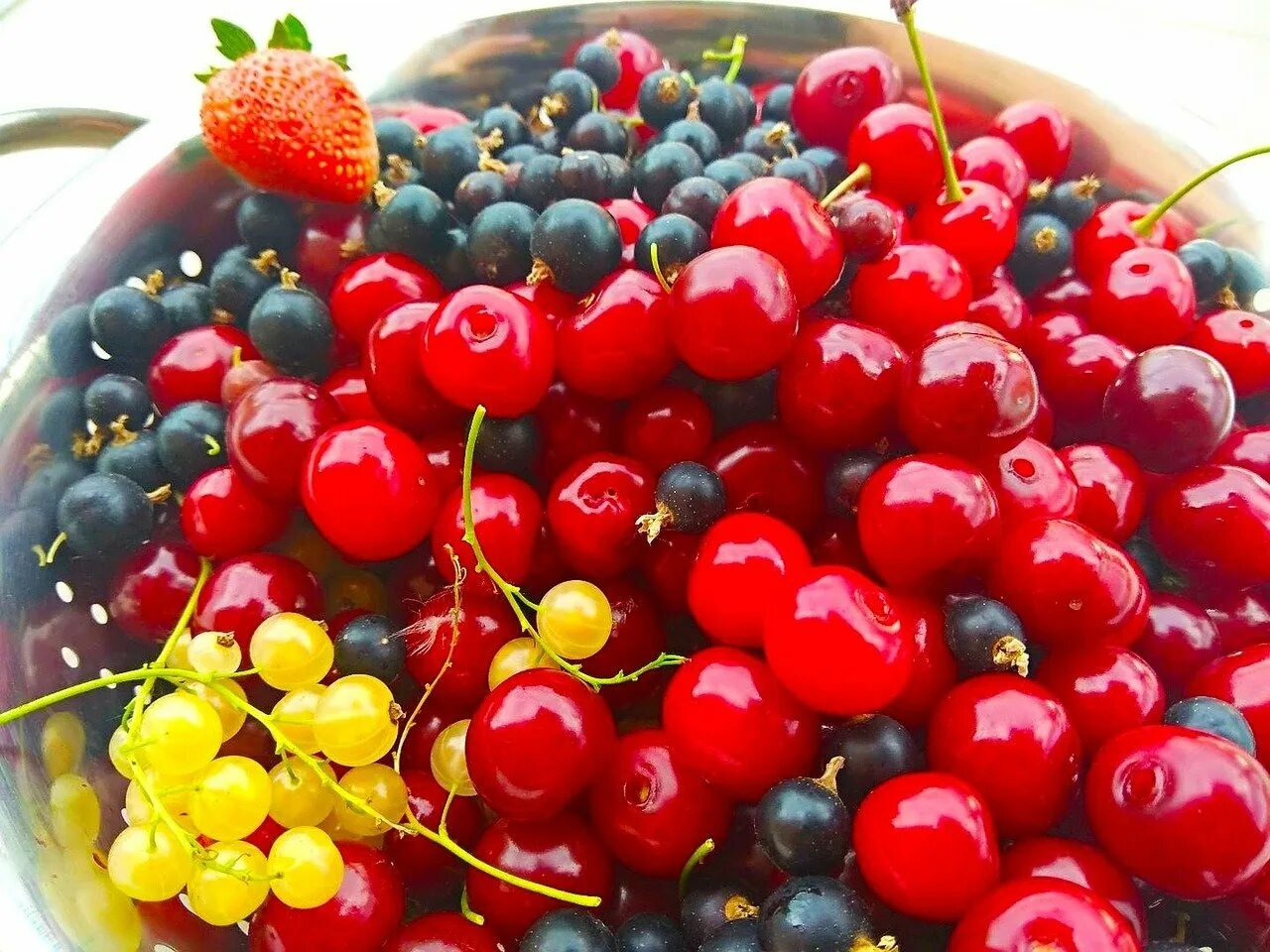 рубус растение. молодой ягоды. ежевика и тутовник. черника (vaccinium myrtillus). ассорти из ягод.