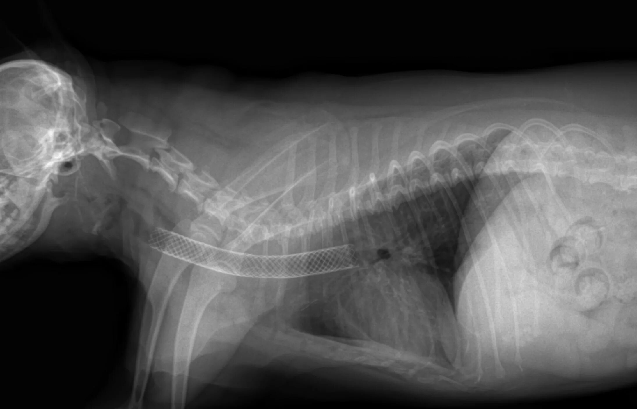 Стентирование собаки. Стентирование трахеи у собак. Коллапс трахеи рентген. Коллапс трахеи у собак рентген.