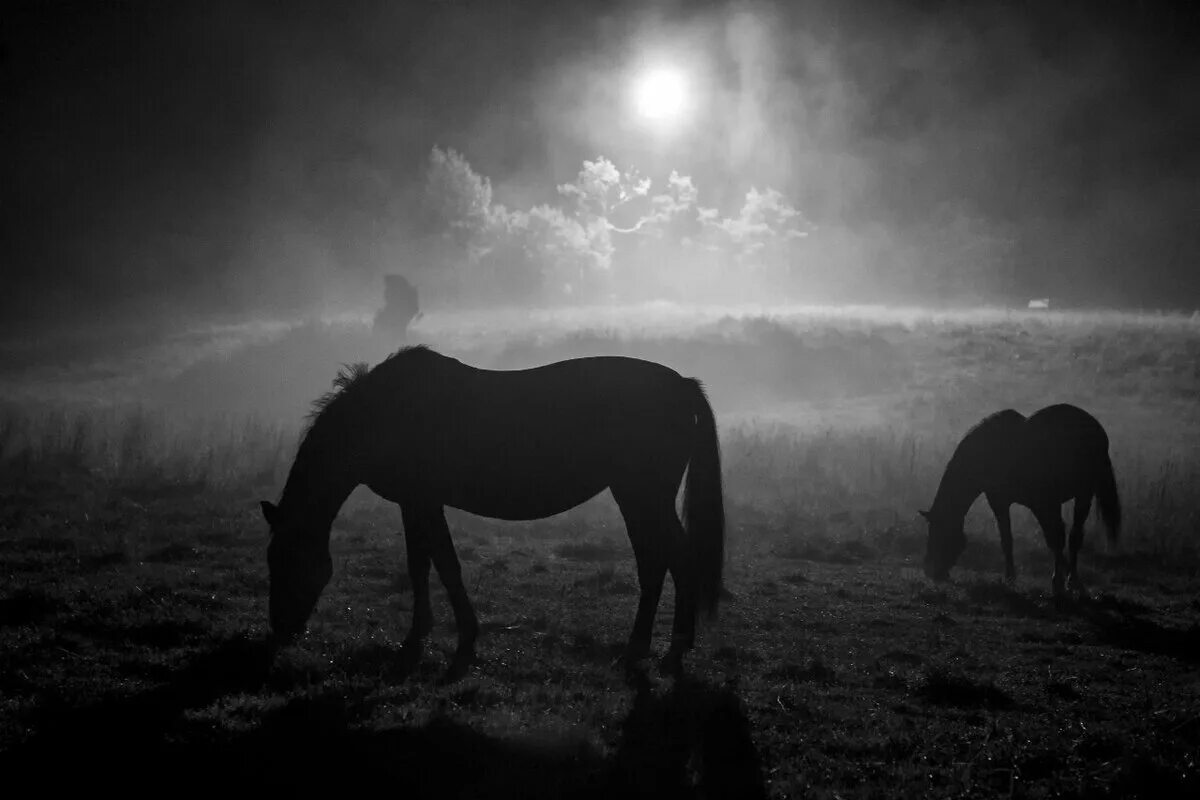 В ночное на лошадях. Лошади в ночном. Лошадь ночью. Пасущиеся кони ночь.