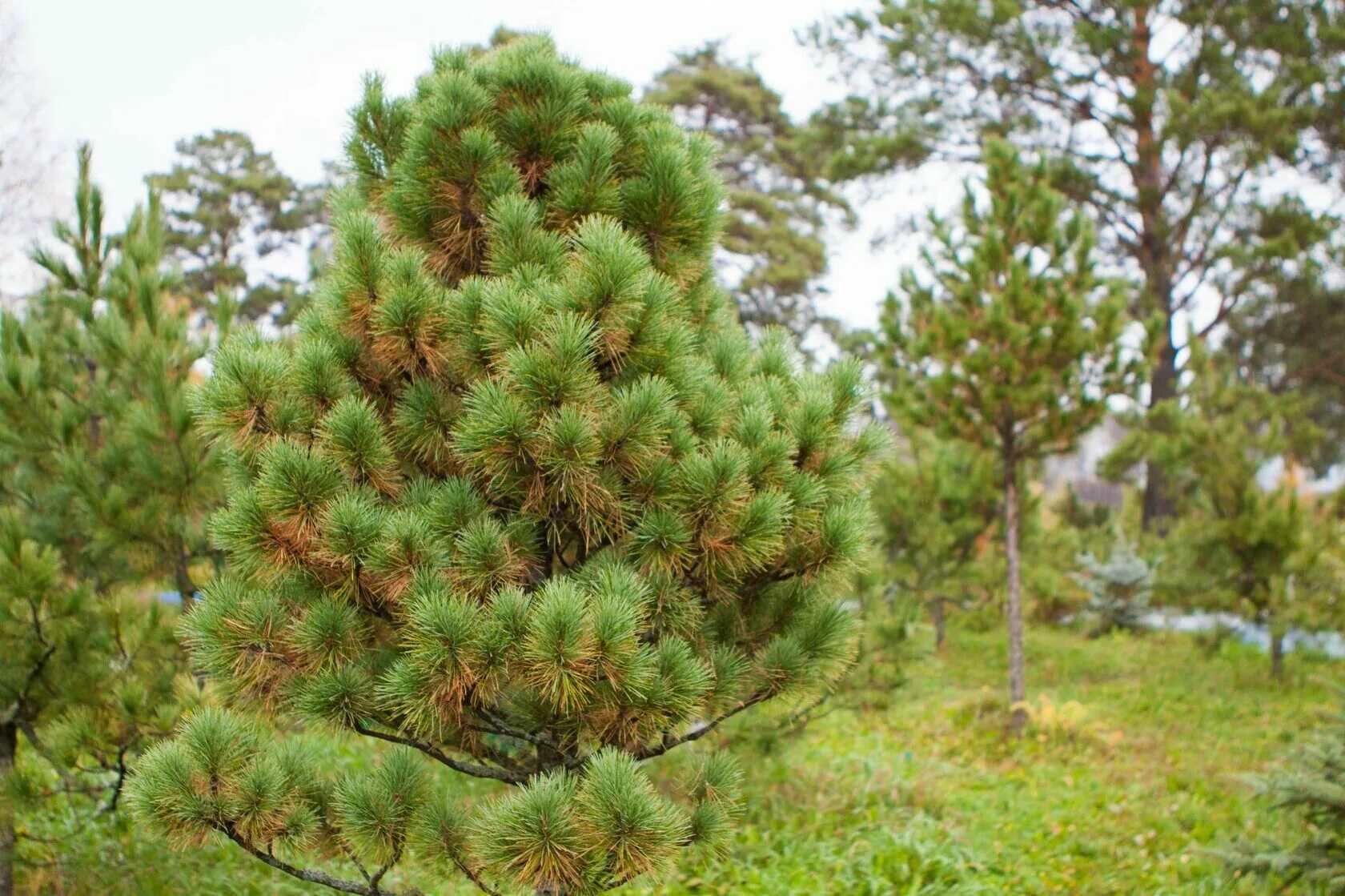 Хвойные купить в москве. Кедр Сибирский Pinus sibirica. Сосна Кедровая Сибирская/Pinus sibirica. Сосна́ Сиби́рская Кедро́вая (Pínus sibírica). Сосна густоцветковая Пендула.