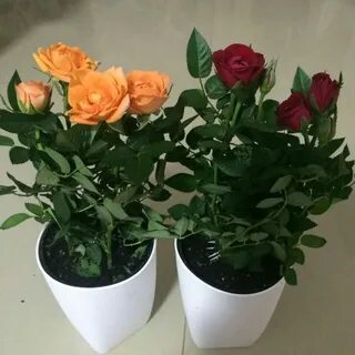 Кордана уход