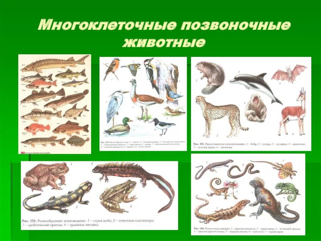 Укажите группы позвоночных животных. Многоклеточные животные. Позвоночные животные. Разнообразие позвоночных животных. Многоклеточные позвоночные.