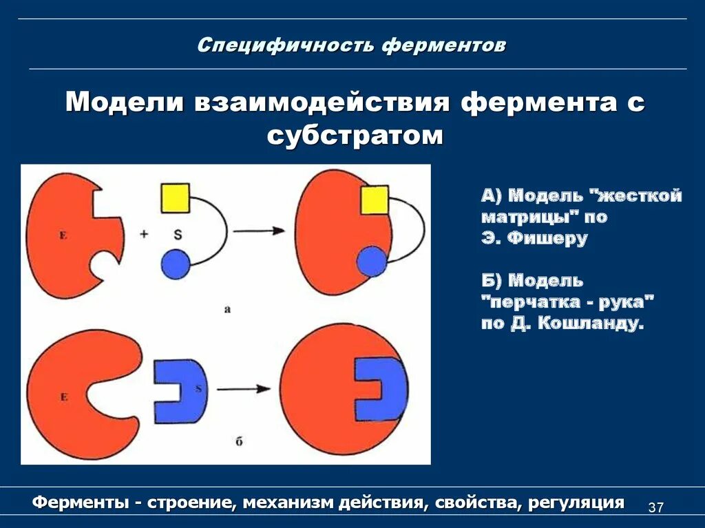 Специфичность примеры. Механизм действия ферментов специфичность действия ферментов. Механизм действия ферментов строение активного центра. Типы специфичности действия ферментов. Строение фермента и субстрата.