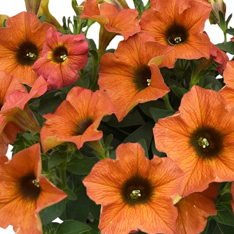 Петхоа beautical red maple. Петуния петхоа. петхоа бьютикал циннамон. петуния beautical cinnamon. петуния petchoa beautical cinnamon.