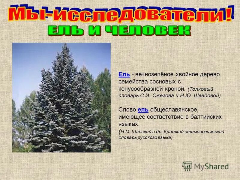 Её всегда в лесу найдёшь. 1 простое предложение с однородными членами. Слово елка. Стихи про букву е и ё. Стих про букву ё для 1 класса.