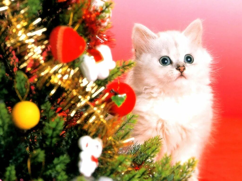 Новый год коты. Новогодние котята. Новогодние пушистые котята. Новогодний рыжий котенок. Новогодние коты.