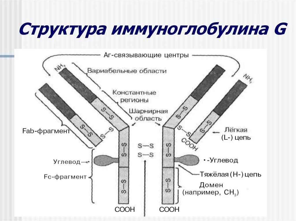 Схема строения молекулы антитела IGG. Строение молекулы иммуноглобулина IGG.. Антитела иммуноглобулины структура. Строение молекулы иммуноглобулина g микробиология. Домены антител