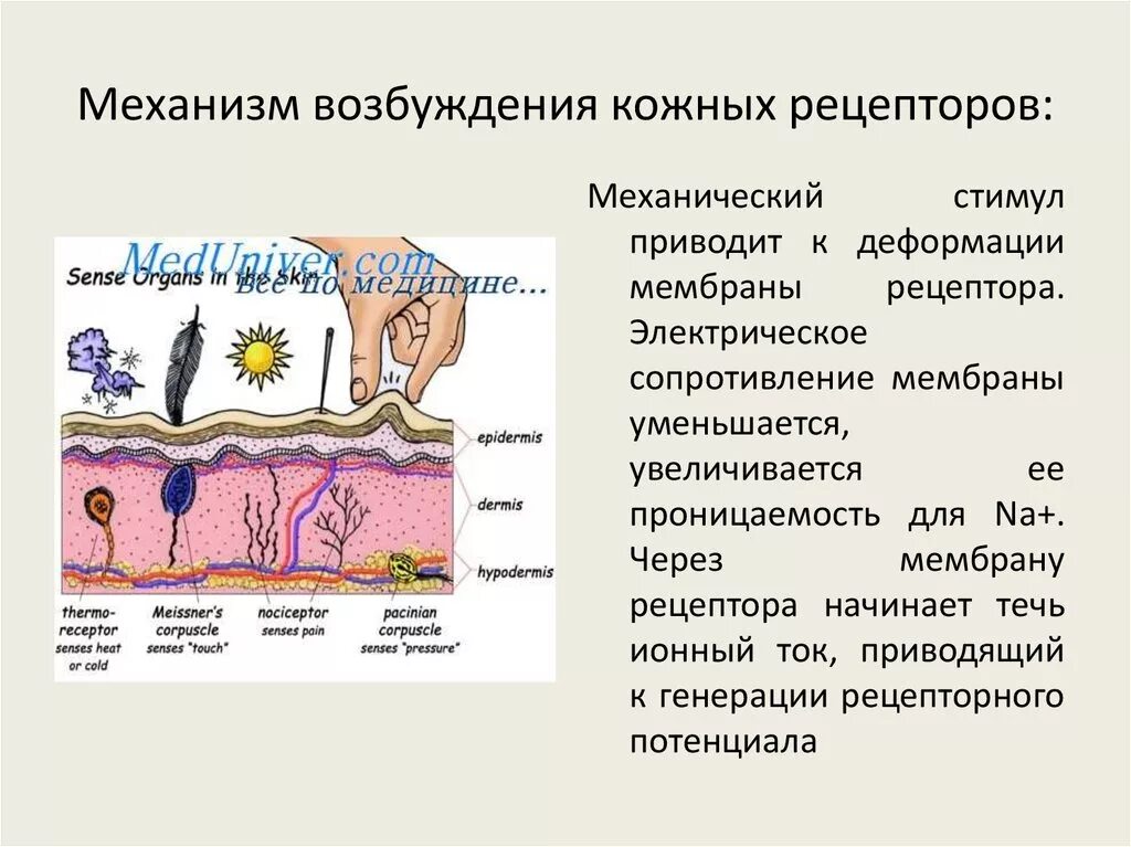 Ощущение возникают при рецепторов. Механизм возбуждения кожных рецепторов. Механизм возбуждения механорецепторов кожи. Механизм возбуждения холодовых рецепторов. Механизм возбуждения тактильных рецепторов.