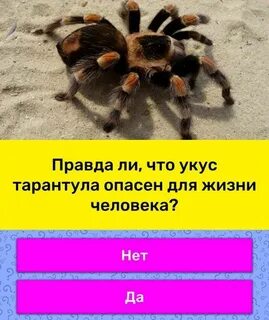 Опасен ли тарантул для человека